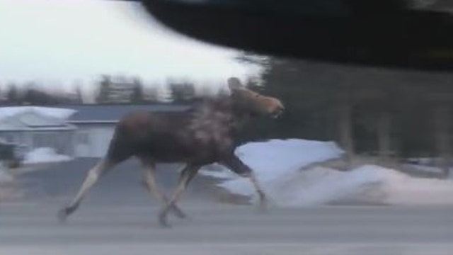 Moose trots down the road in Maine