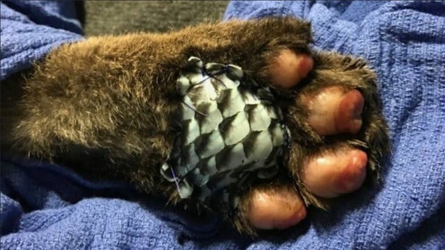 Mountain lion burned in Thomas Fire gets bandage made of fish skin