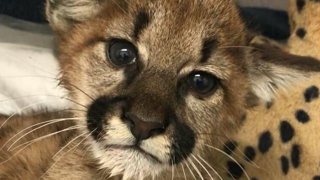 Orphaned mountain lion cubs find new home at Oakland Zoo