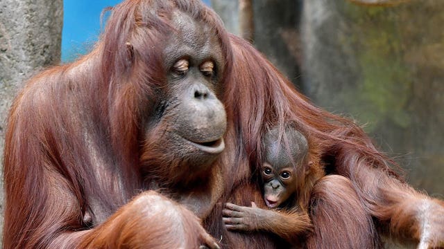 2-week-old Bornean orangutan makes public debut in Chicago