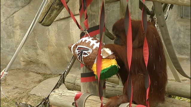 Fort Worth Zoo orangutan picks Falcons to win Super Bowl LI