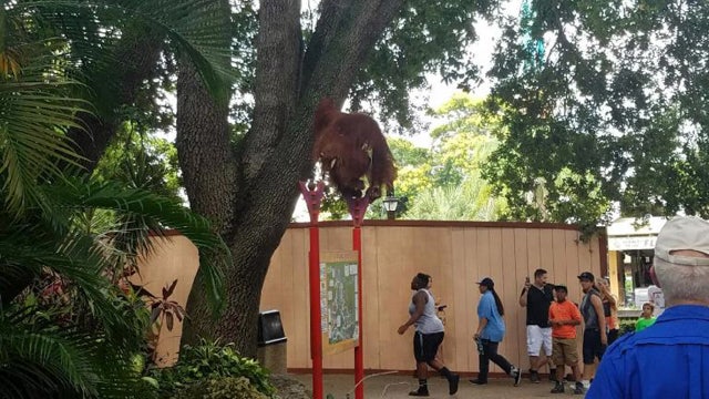 Orangutan escapes at Busch Gardens