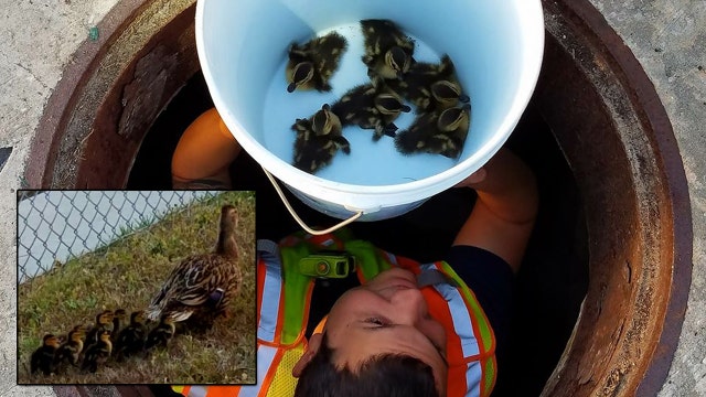 Pinellas Park firefighters reunited baby ducks with mom