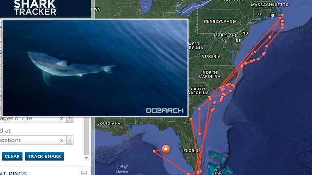 Very large great white shark pinging off Tampa Bay