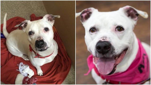 Daisy the pitbull mix saved from being euthanized, wants home for Christmas