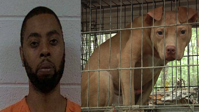 Man found guilty on 214 counts of animal cruelty