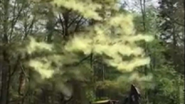 VIDEO: Incredible pollen storm caught on camera