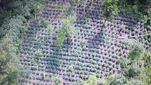 Illegal marijuana found growing in Navarro County field