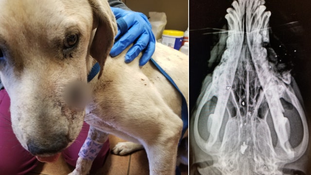 Search for shooter underway after dog found shot in head