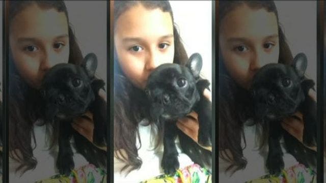 Democratic New York Lawmaker to introduce bill to protect pets flying on airplanes