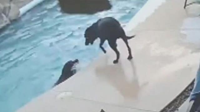 Hero pup saves doggy buddy from drowning in pool (VIDEO)