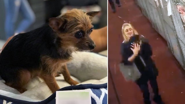 Stolen pup returned; police continue to search for couple