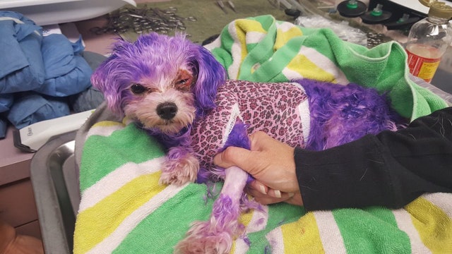 Pinellas Co. Animal Services warns of human hair dye dangers