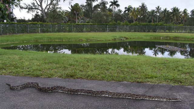 16-foot python captured in Florida Everglades