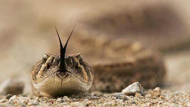 Rattlesnake bites SC man 3 times on kayaking trip