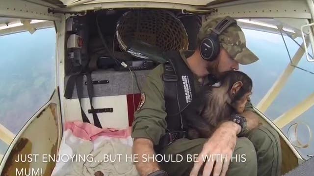 Orphaned baby chimp rescued from poacher, snuggles pilot on rescue flight