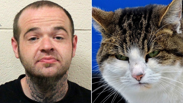 Maryland cat helps catch thief, Wicomico County Sheriff's Office says