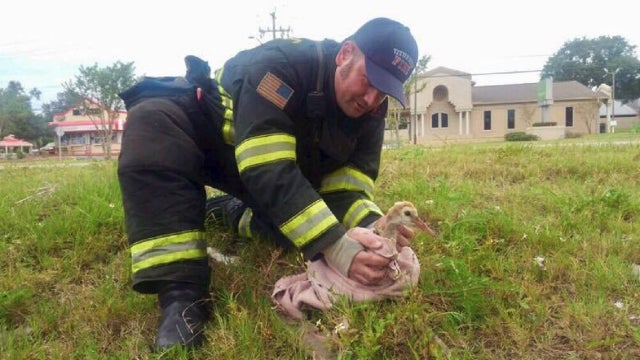 Titusville firefighters help rescue baby crane hit by car