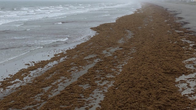 Space Coast beaches covered in seaweed from storm system