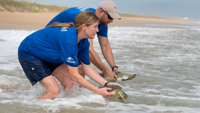 17 rehabilitated sea turtles returned to the Atlantic Ocean