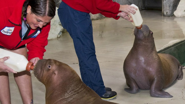 Baby walruses Ginger and Aku meet for the first time