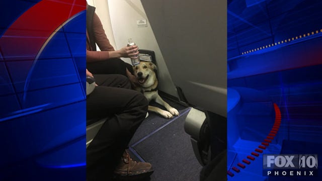 Young girl injured by service dog on Southwest Airlines flight from Phoenix