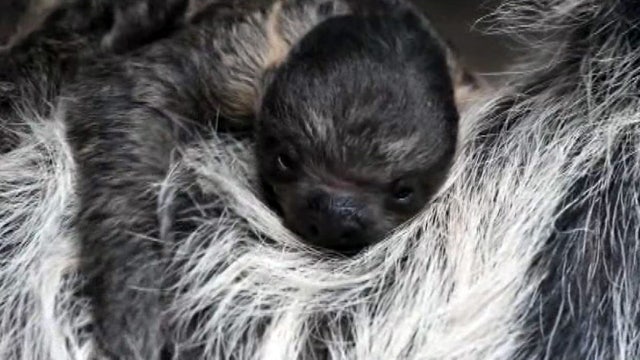 Baby sloth cuddles with mom at Denver Zoo