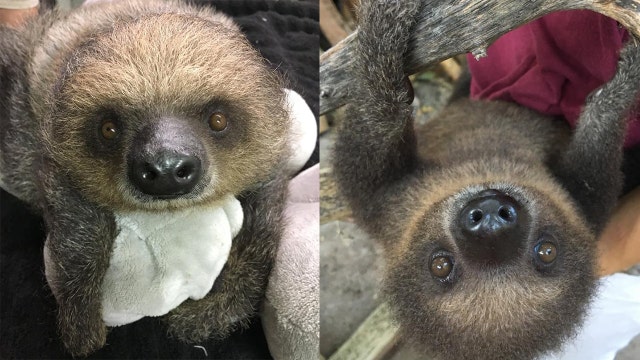 Baby two-toed sloth's exhibit opens at Memphis Zoo