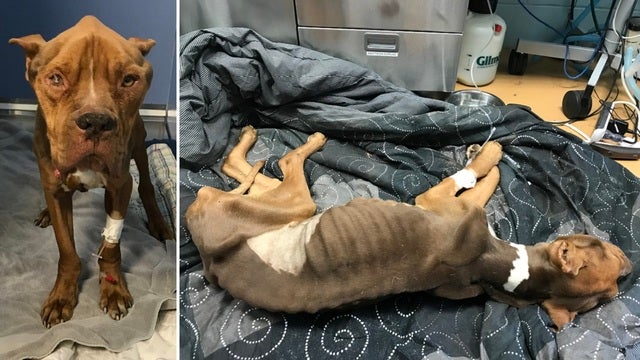 Shelter rescues emaciated dog found left to die in Delco park