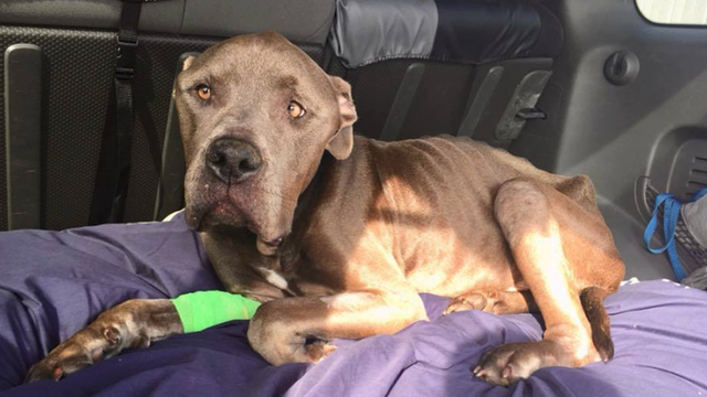 Florida woman gets 120 days in jail for starving dog