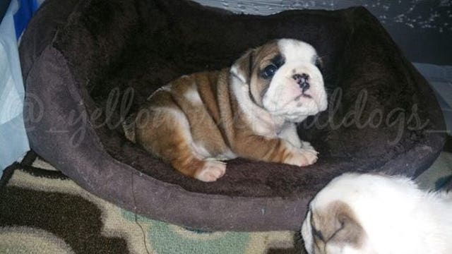 Grinch steals family's Christmas gifts and four puppies