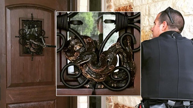Rat snake gives surprise welcome to new Texas homeowner