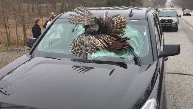 Wild turkey crashes through windshield
