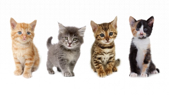 Stressed? Uber will bring kittens by your work today