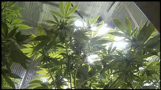 California's recreational pot law goes into effect in 2018