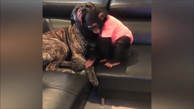 Chimp and dog become best friends forever