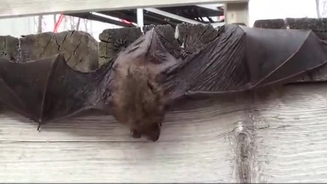 Secret to long life could be revealed in bat DNA