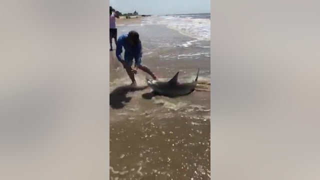 5-foot bull shark caught on shoreline of Crystal Beach