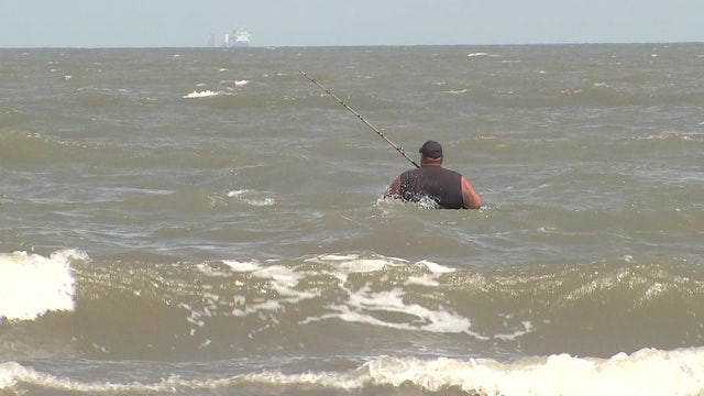 Greater number of large sharks spotted near Galveston, Bolivar Peninsula