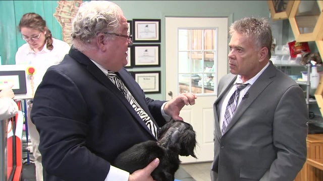 Stem cell therapy helping once-paralyzed dogs walk again