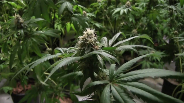 US could back 1st pot-derived medicine