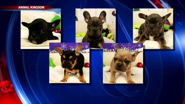 Tempe Police: Puppies stolen from Arizona Mills Mall