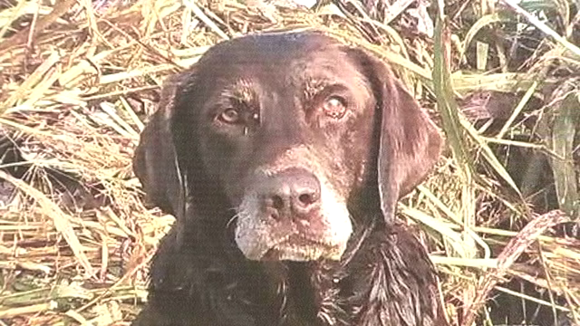 Conroe man offers $5,000 to find the killer of his beloved hunting dog