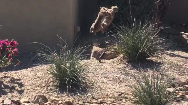 LOOK AT THAT! Man captures video of rough bobcat mating attempt