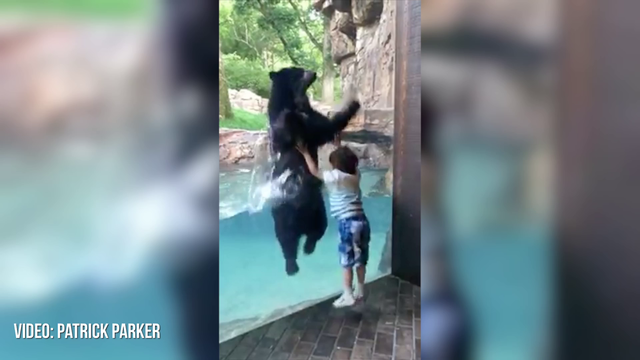 Bear plays game of copycat with boy at Nashville Zoo
