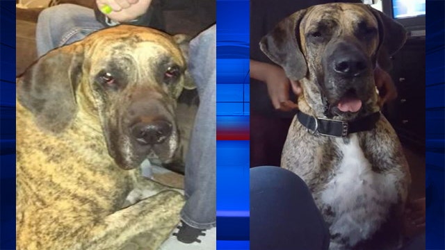 Great Dane dies after being shot during Pontiac home invasion