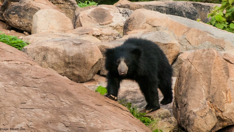 3a4417e2-Bear stock photo by Bikash Das via Flickr-404023