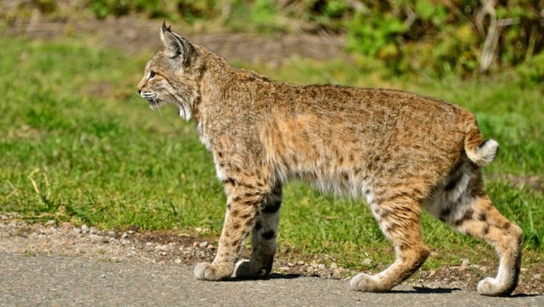 fb3d8411-Bobcat stock photo by Linda Tanner via Flickr-404023