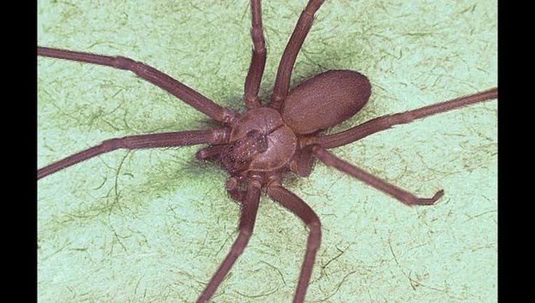 1566c39e-Brown_recluse_spider,_Loxosceles_reclusa_1493406274951-65880.jpg