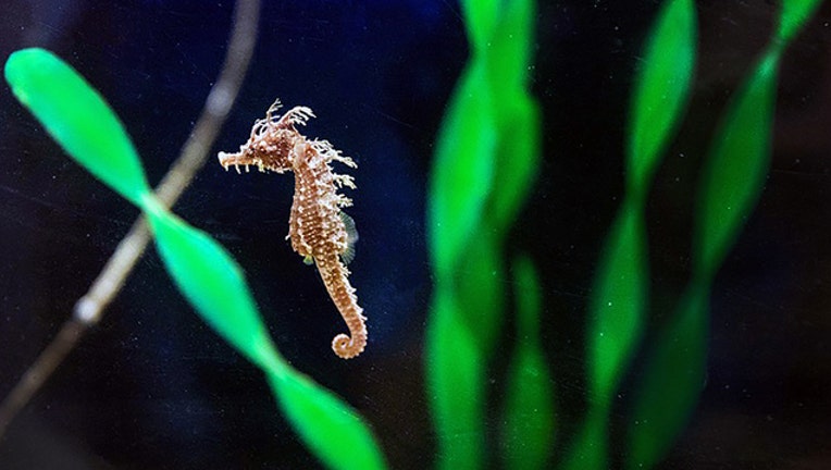 dfbeffc3-Frito the Tiny Seahorse_1528946376905.jpg-402429.jpg